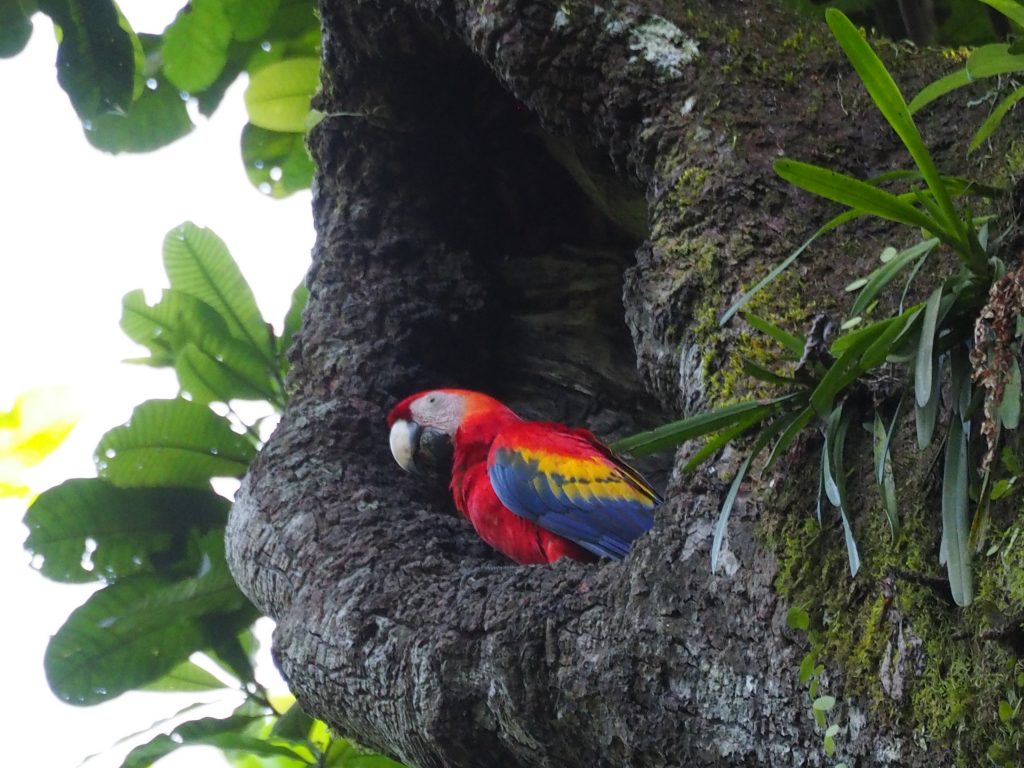 コンゴウインコ Scarlet Macaw