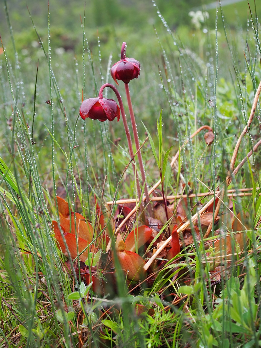 北米の食虫植物のサラセニア Sarracenia purpurea - みきとあそぼう