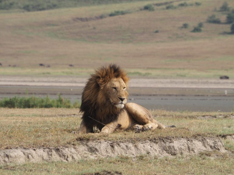 ンゴロンゴロ自然保護区のライオン
