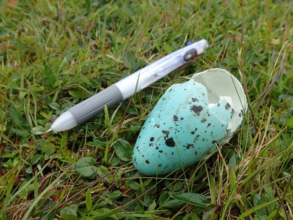 ウミガラスの卵は先がとがっていて、岩場でも転がりにくい形になっている