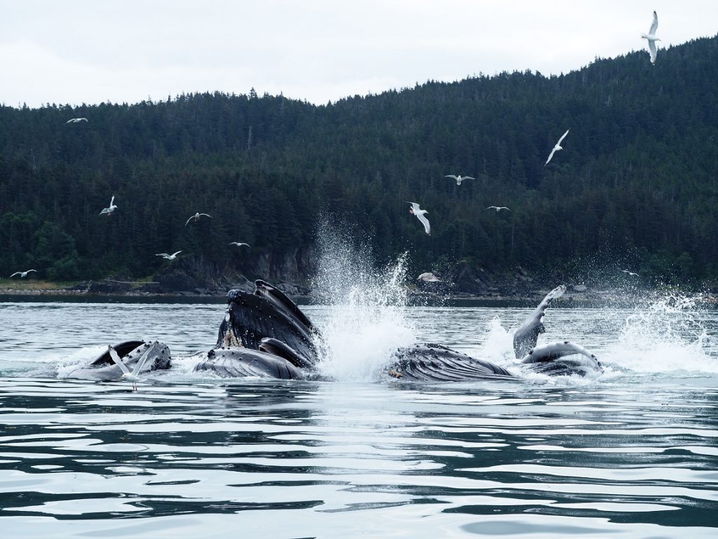 アラスカ州ジュノー ザトウクジラのバブルネットフィーディングに遭遇 みきと行こう