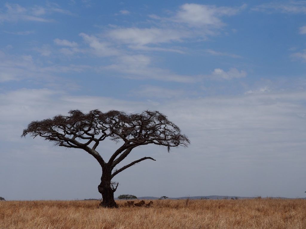 初アフリカ タンザニアで感じた恐怖と克服方法 みきとあそぼう