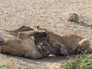 セレンゲティ国立公園の食事直後のくつろぐライオンたち