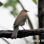 バフムジツグミ コスタリカの国鳥 Clay-colored Thrush