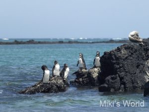 イサベラ島のガラパゴスペンギン