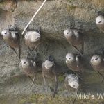 オオムジアマツバメ