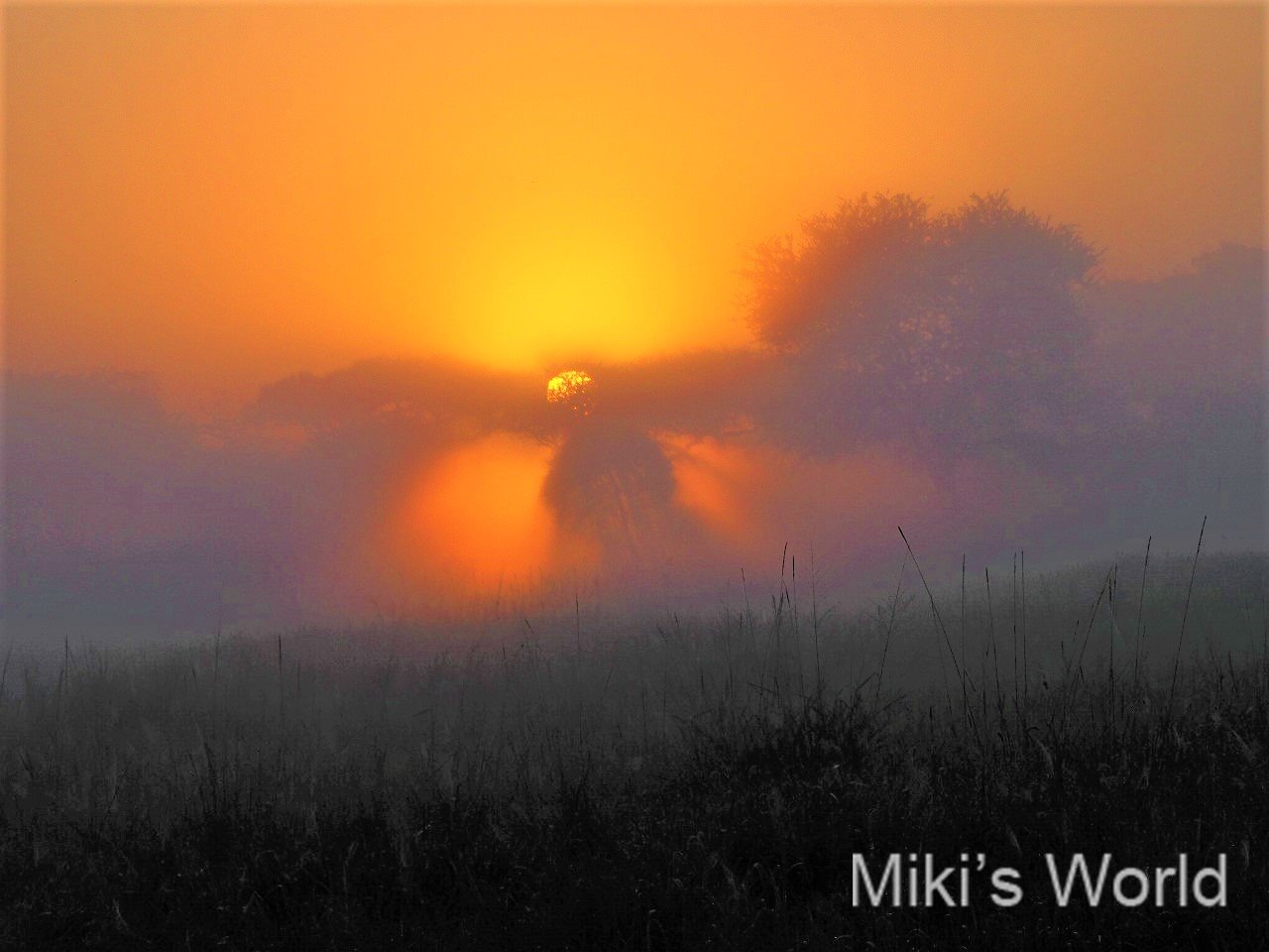 日の出と朝霧