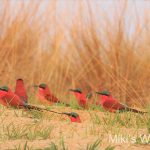 ミナミベニハチクイ