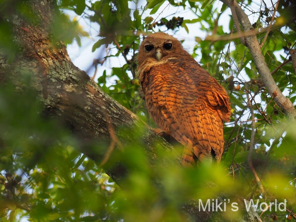 ウオクイフクロウ 南部アフリカのフクロウ Pel S Fishing Owl オカバンゴで観察し思ったこと みきと行こう