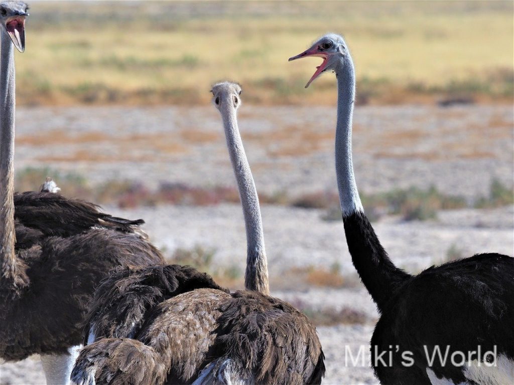 アフリカで見るダチョウはとても美しい 2種いて よくいるのはcommon Ostrich みきとあそぼう