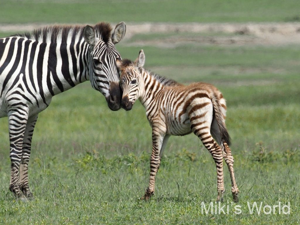 グラントシマウマ Grant S Zebra みきとあそぼう グラントシマウマ Grant S Zebra みきとあそぼう
