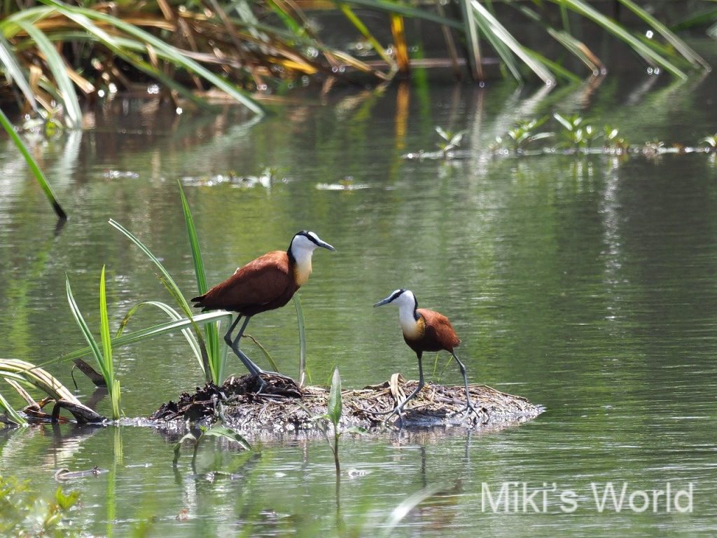 アフリカレンカク African Jacana みきと行こう