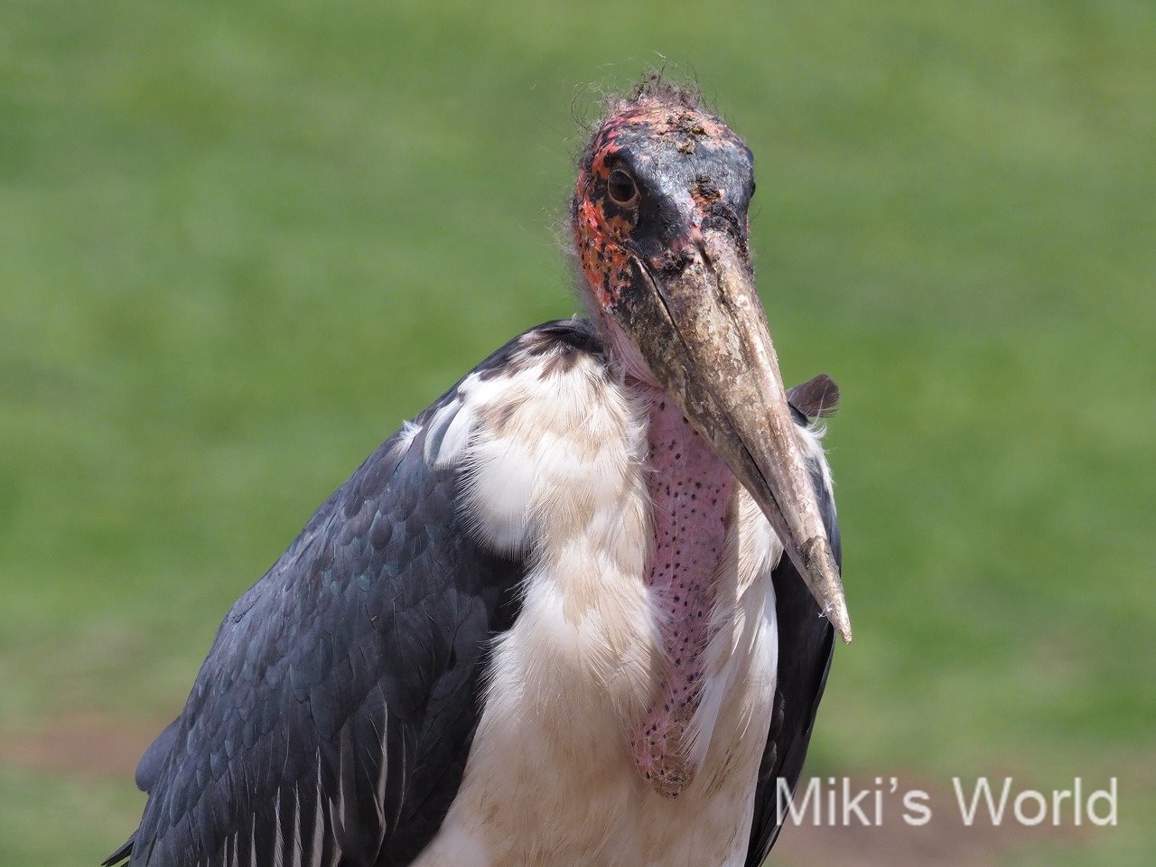 アフリカハゲコウ Marabou Stork みきとあそぼう