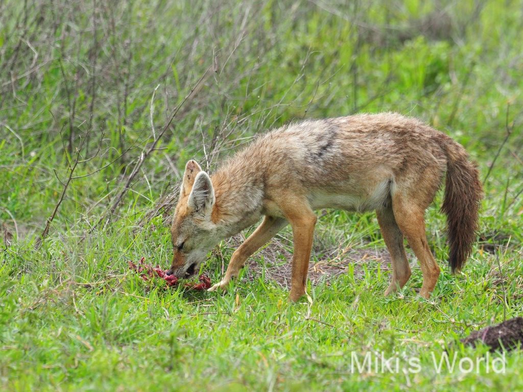 キンイロジャッカル Golden Jackal みきと行こう