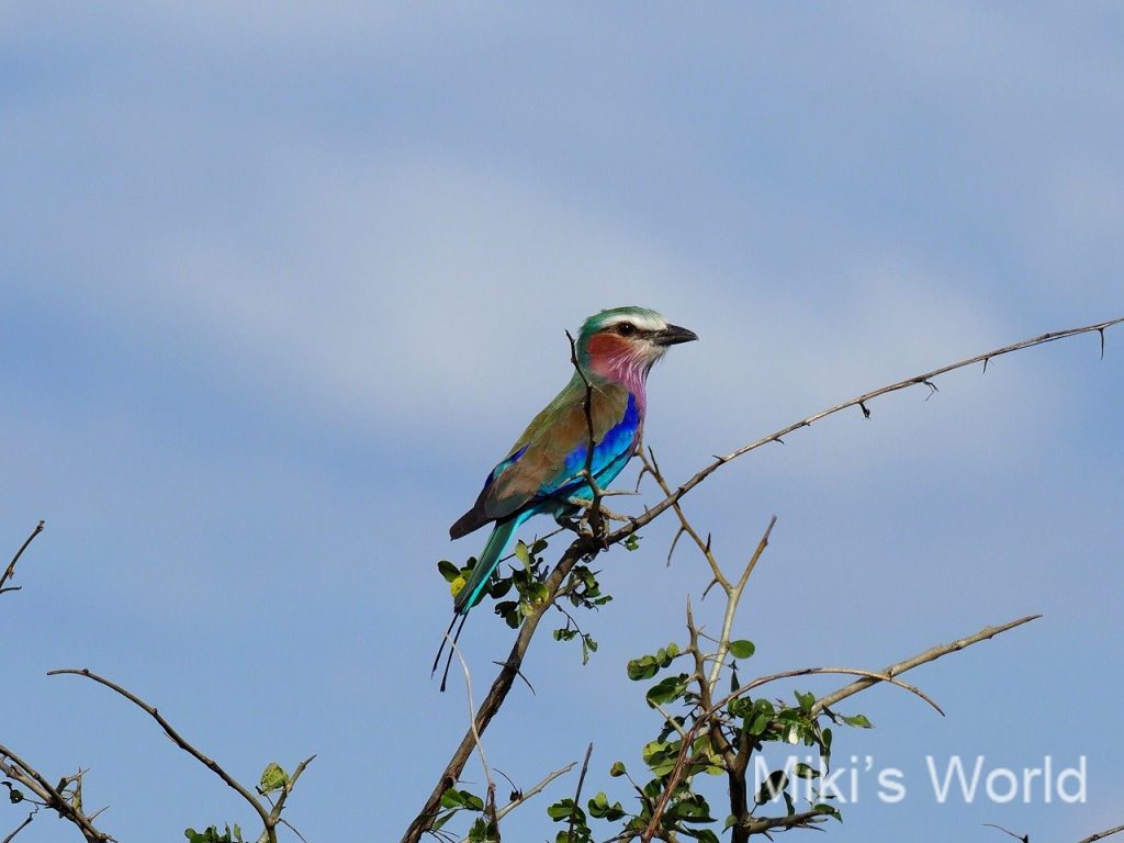 キイロヒヒ Yellow Baboon タンザニア北部にいなくて南部にいる動物 みきとあそぼう キイロヒヒ Yellow Baboon タンザニア北部にいなくて南部にいる動物 みきとあそぼう