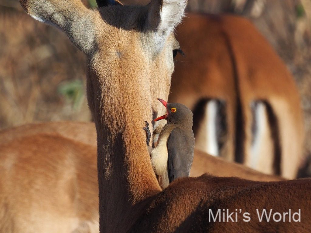 ブログ写真集 南部タンザニア ルアハ国立公園 ミクミ国立公園 セルー猟銃保護区 みきと行こう