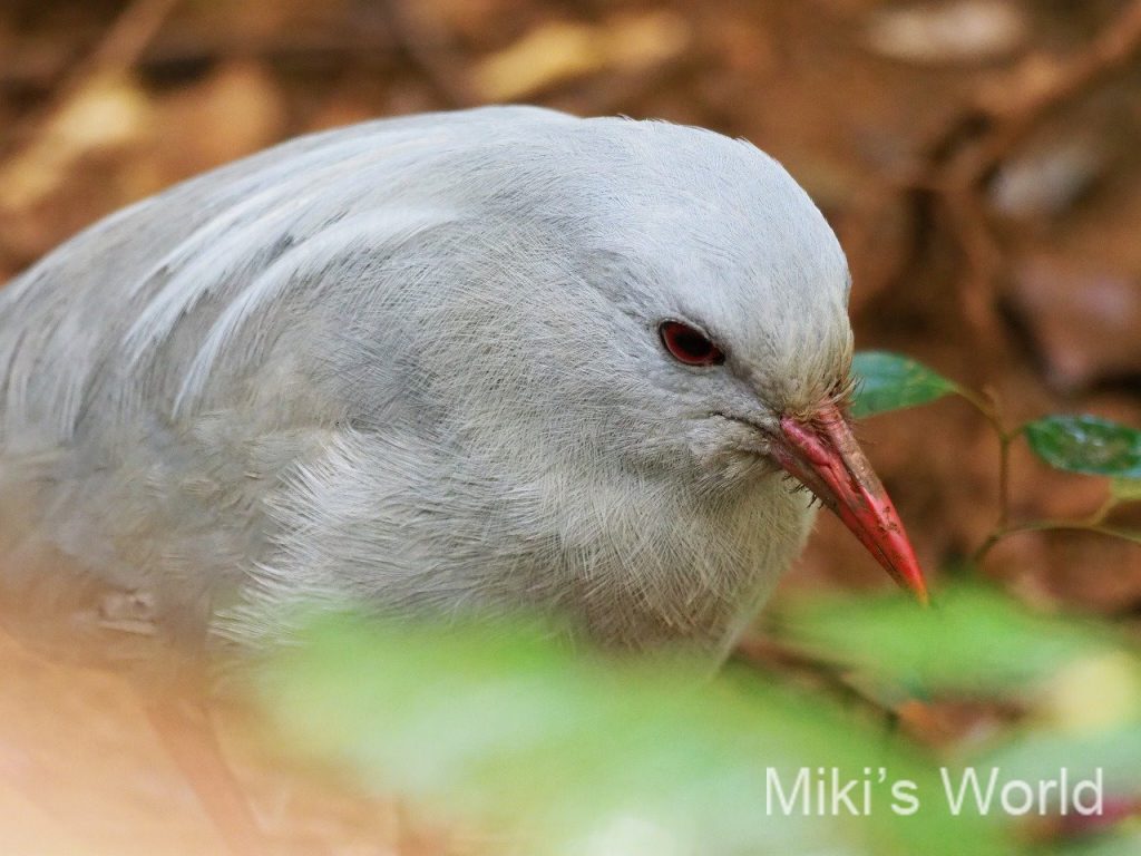 ニューカレドニアの鳥 カグ Kagu ラ リビエルブルー州立公園で観察 見にいくときは要注意 みきと行こう