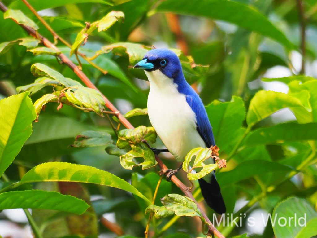 マダガスカルの青い青い鳥 Madagascar Blue Vanga（マダガスカル
