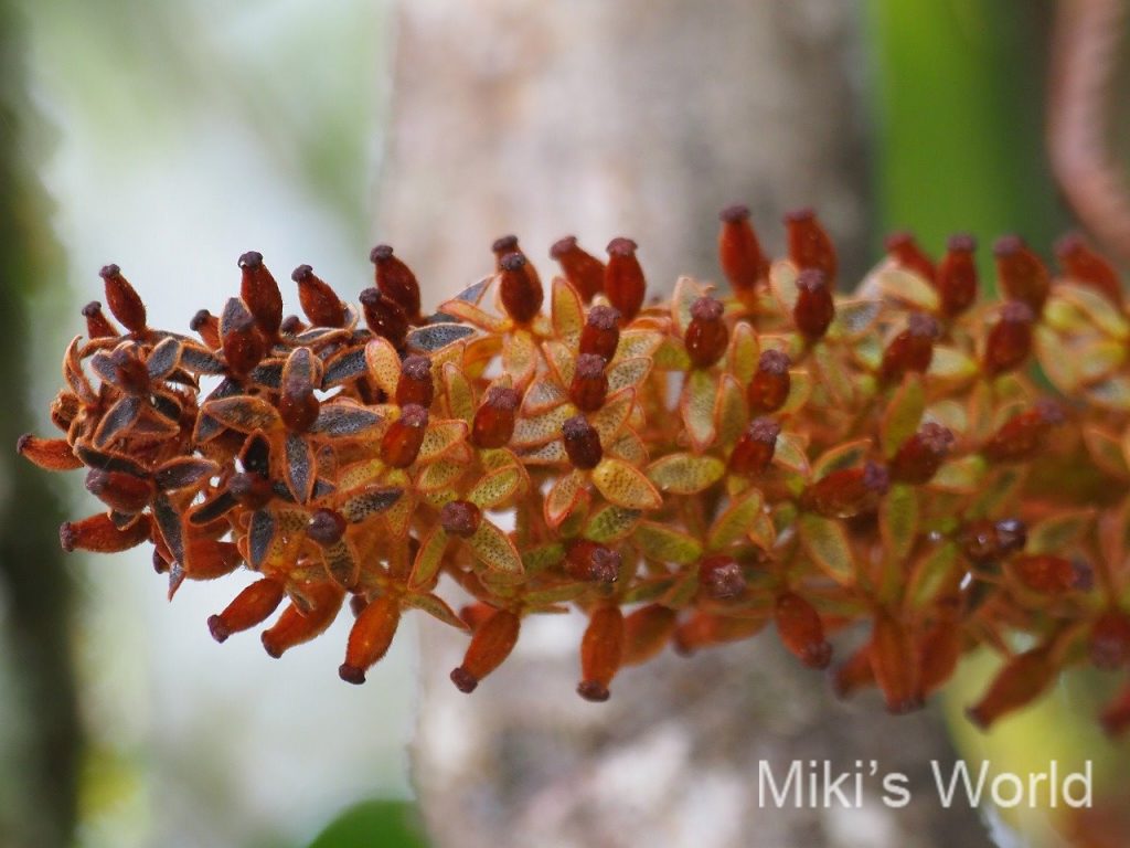 気ままに写真集 ウツボカズラの不思議な国 ボルネオマリアウベイスン その2 Maliau Basin Nepenthes S World みきと行こう