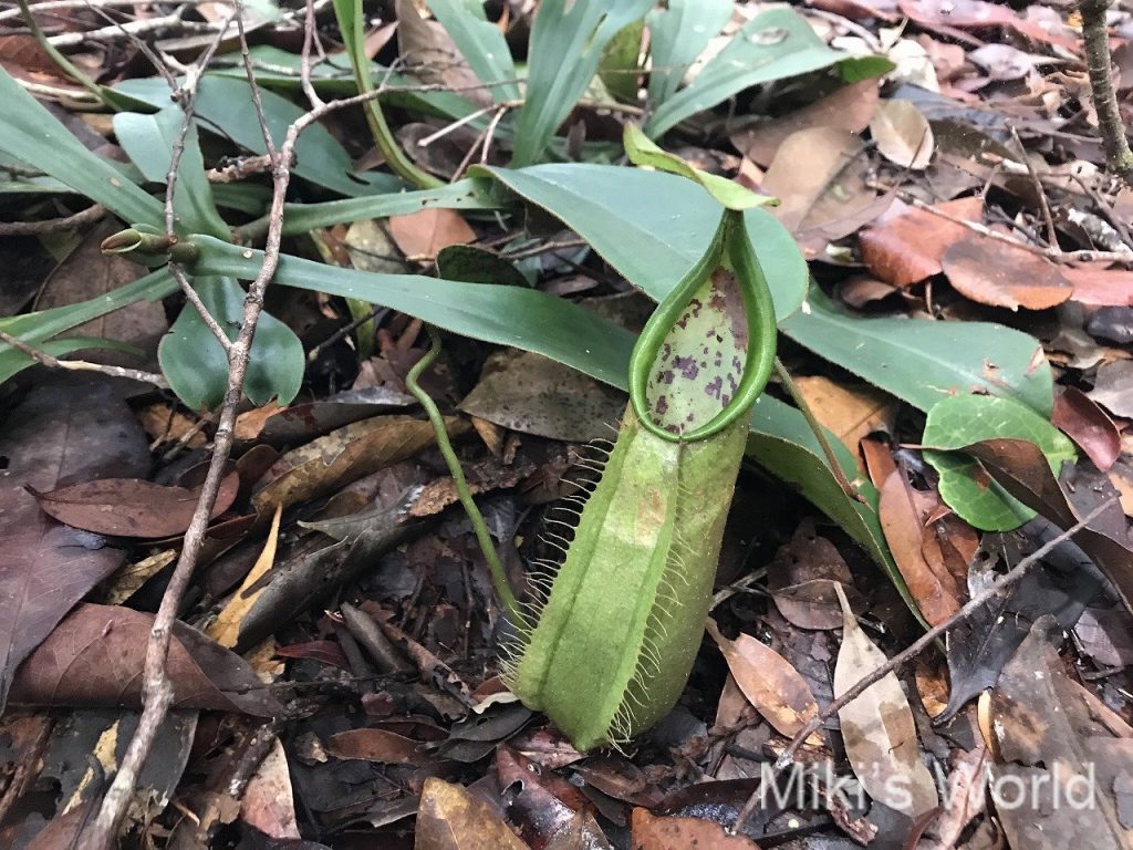 気ままに写真集 ウツボカズラの不思議な国 ボルネオマリアウベイスン
