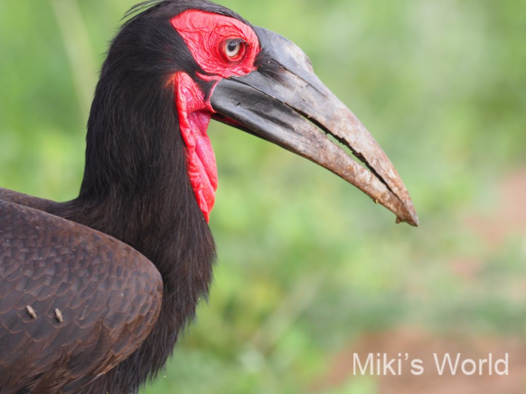 気ままに写真集 タンザニア タランギーレ国立公園 みきとあそぼう