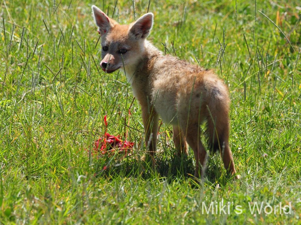 プラセンタ 胎盤を食べる キンイロジャッカル Golden Jackal ンゴロンゴロ自然保護区で観察 Ngorongoro Conservation Area みきとあそぼう