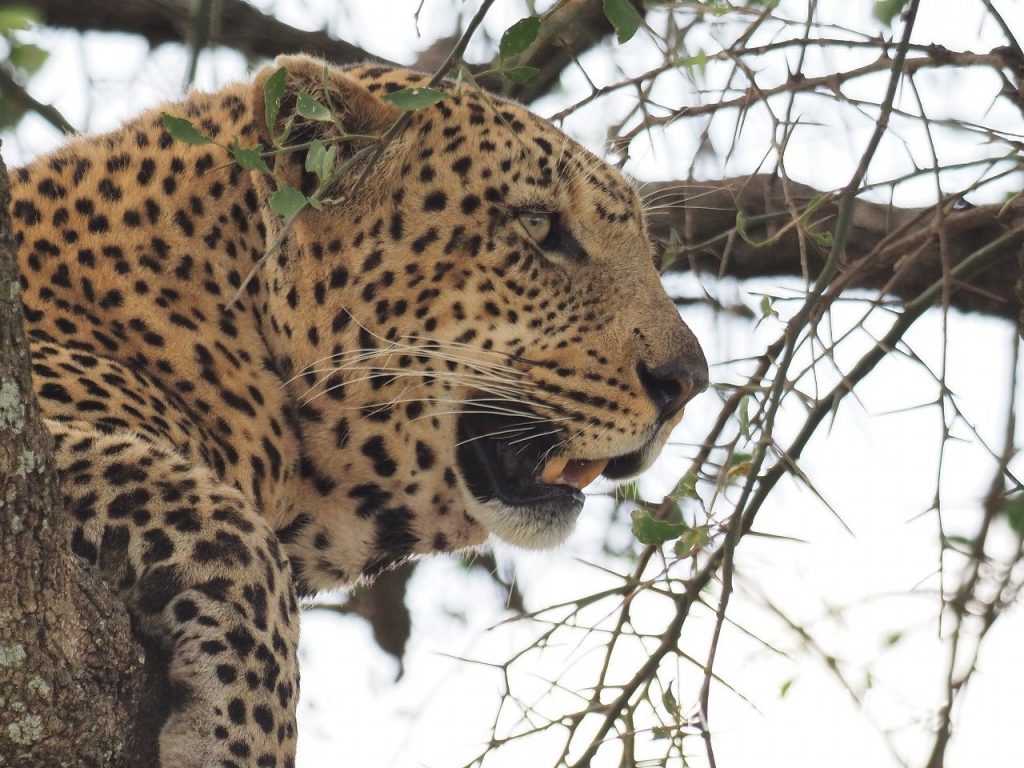 イボイノシシ Wart Hog の獲物を獲った後のヒョウ Leopard に遭遇 タンザニア Tanzania セレンゲティ国立公園 Leopard Serengeti National Park みきと行こう