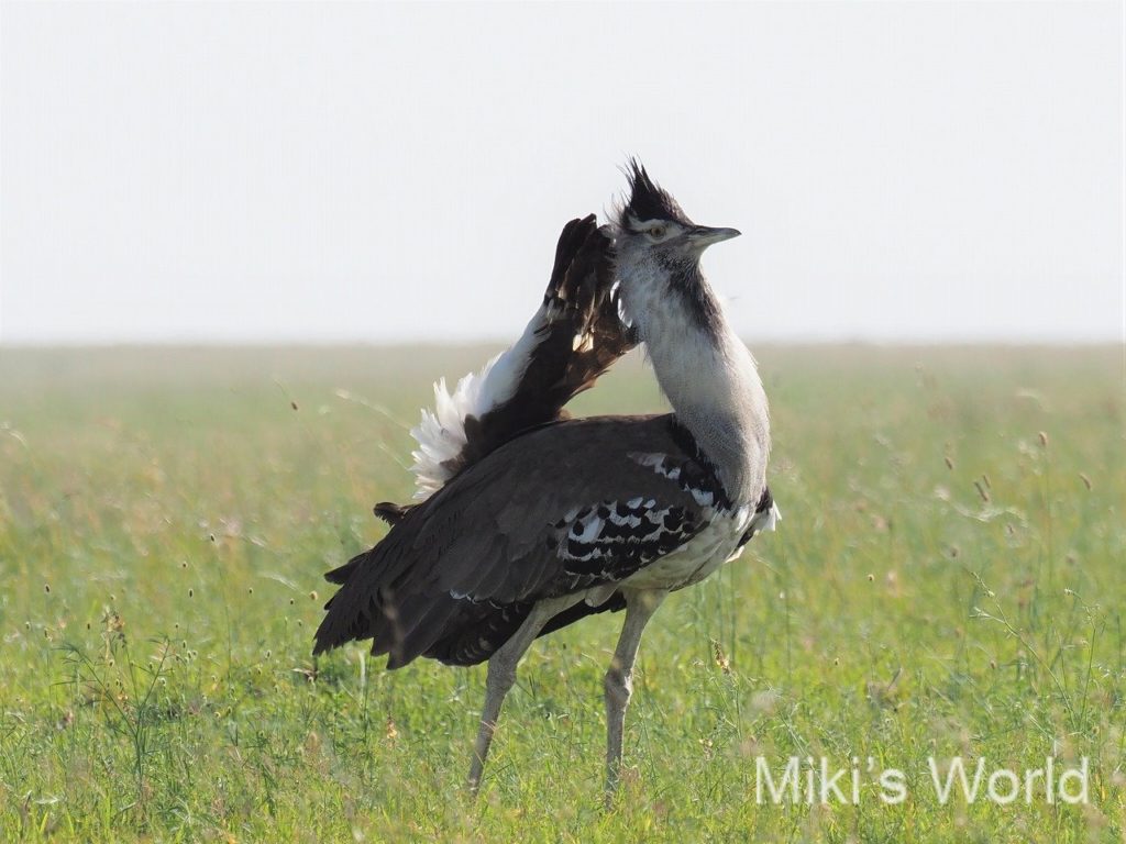 アフリカオオノガン Kori Bustard の雄も頑張る 久々のフルディスプレーに遭遇 Serengeti National Park みきと行こう