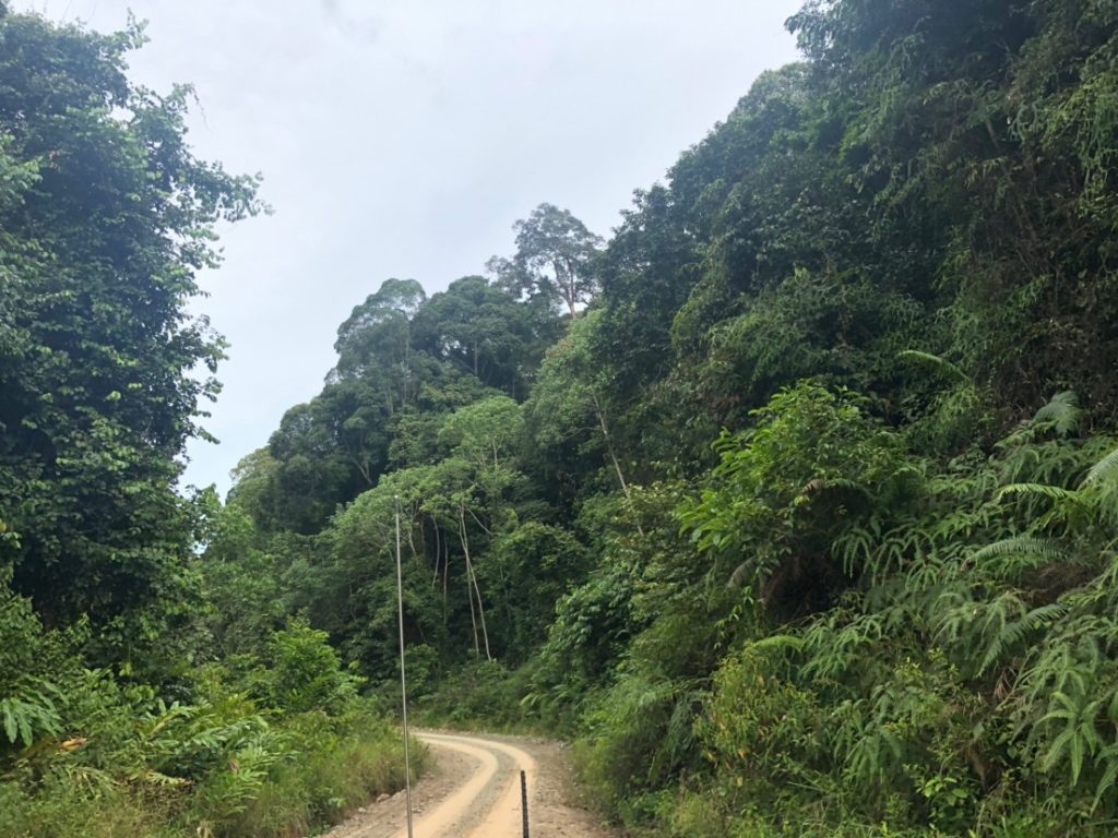 ボルネオ島 Borneo の熱帯雨林 フタバガキ科 Dipterocarpaceae の一斉開花 19 みきと行こう