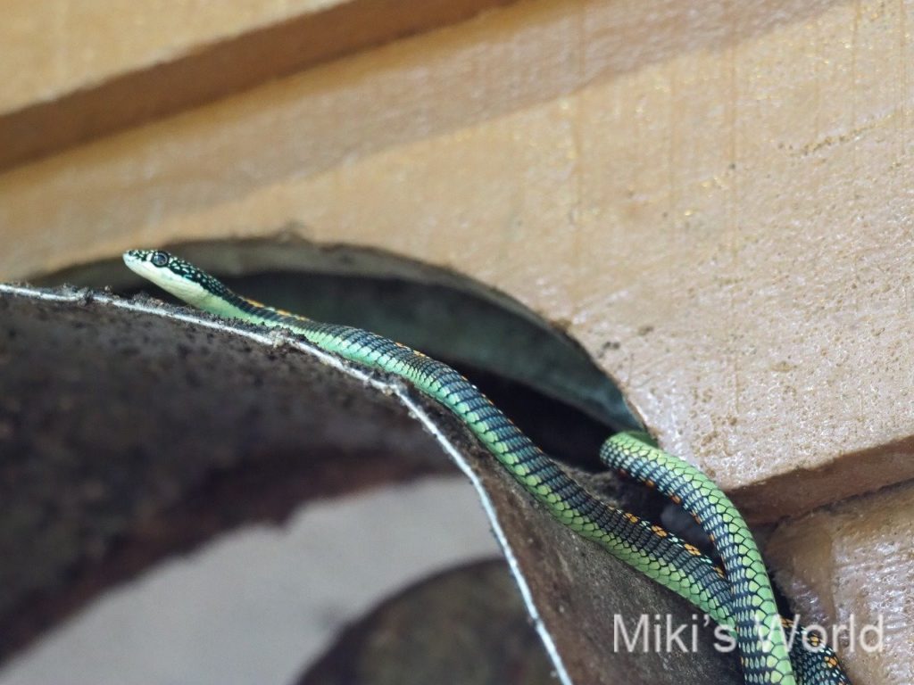 閲覧注意 ヘビのヤモリの捕食シーン ガーデンフライングスネーク Garden Flying Snake ボルネオ島スカウ みきと行こう