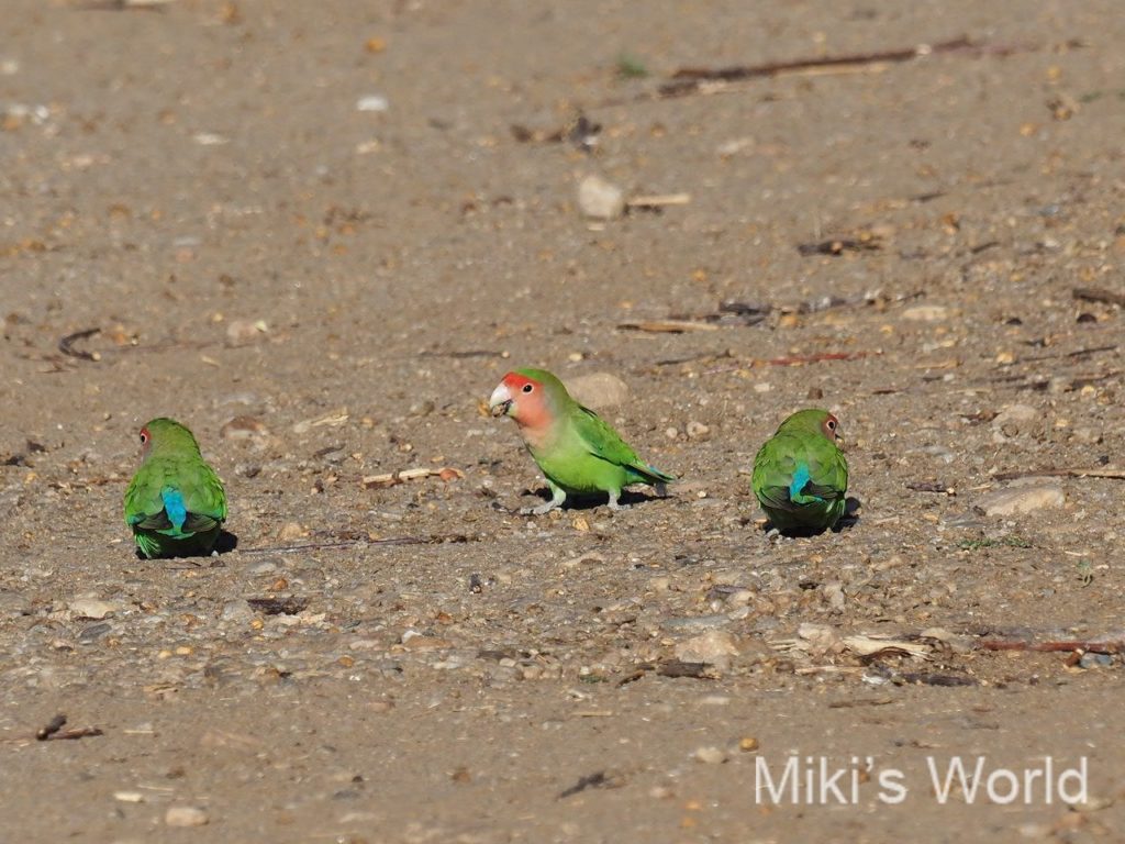 野生のコザクラインコに出会う旅 興味のある方 ご連絡ください みきと行こう