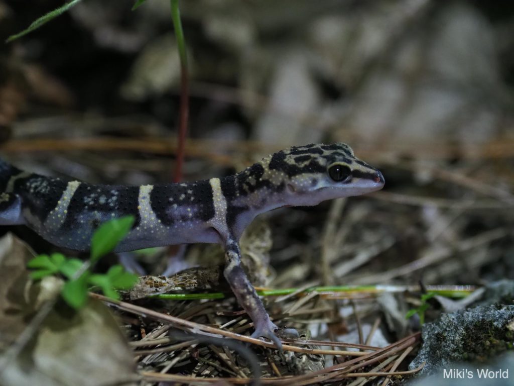 生落花生のゆで方 カビに注意 大粒がおすすめ - みきと行こう