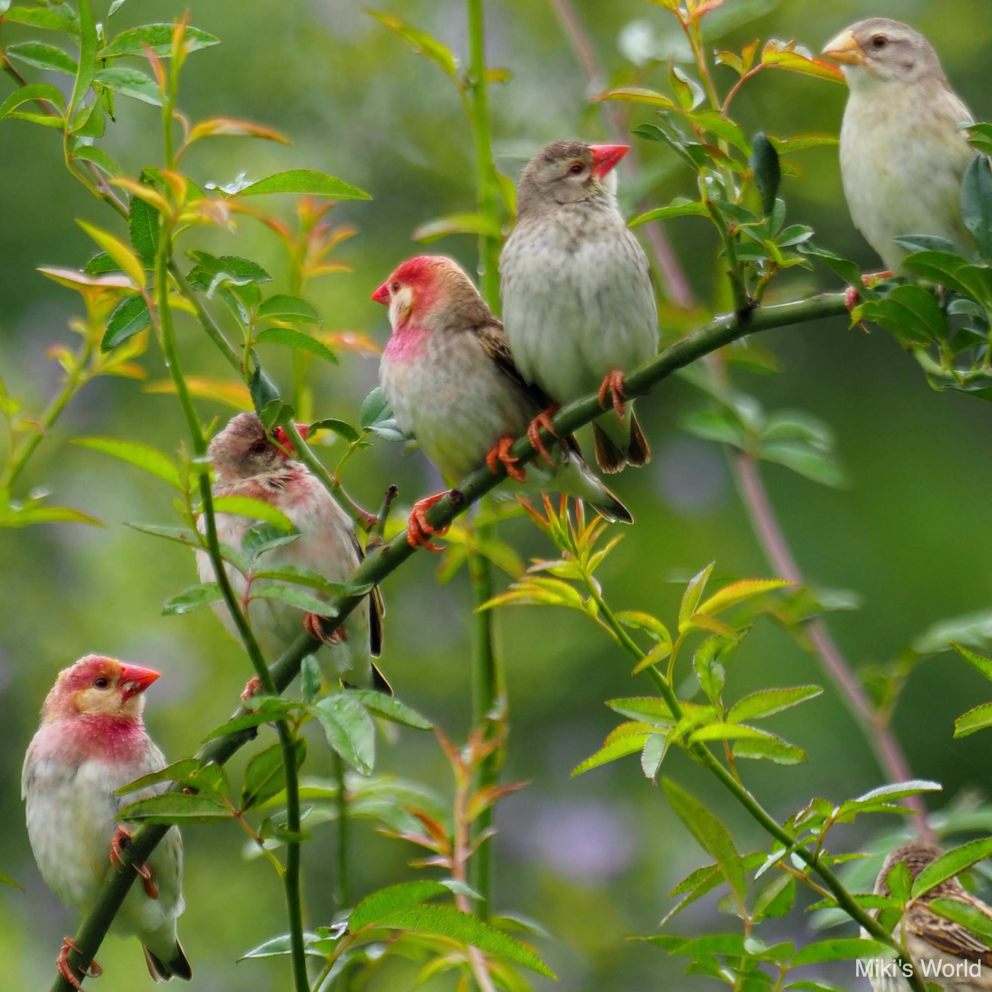 今週の1枚 南アフリカ12月 コウヨウチョウのクリスマスリース みきとあそぼう 今週の1枚 南アフリカ12月 コウヨウチョウのクリスマスリース みきとあそぼう