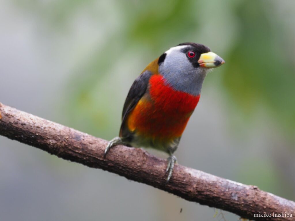 動物写真 エクアドルのカラフルな鳥 追加 みきとあそぼう