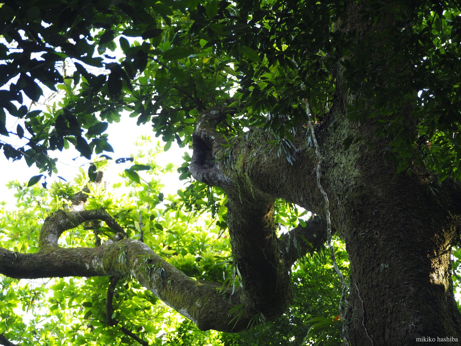 コンゴウインコ営巣中の樹