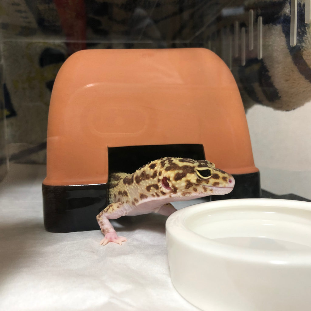 レン日記 ヒョウモントカゲモドキの鳴き声 あくびつき動画 みきと行こう