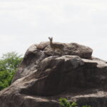 クリップスプリンガー