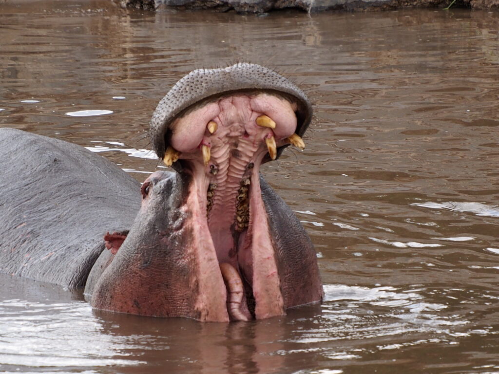 今週の1枚】絶滅危惧種 クロサイ ナミビア・エトーシャ国立公園 激減の