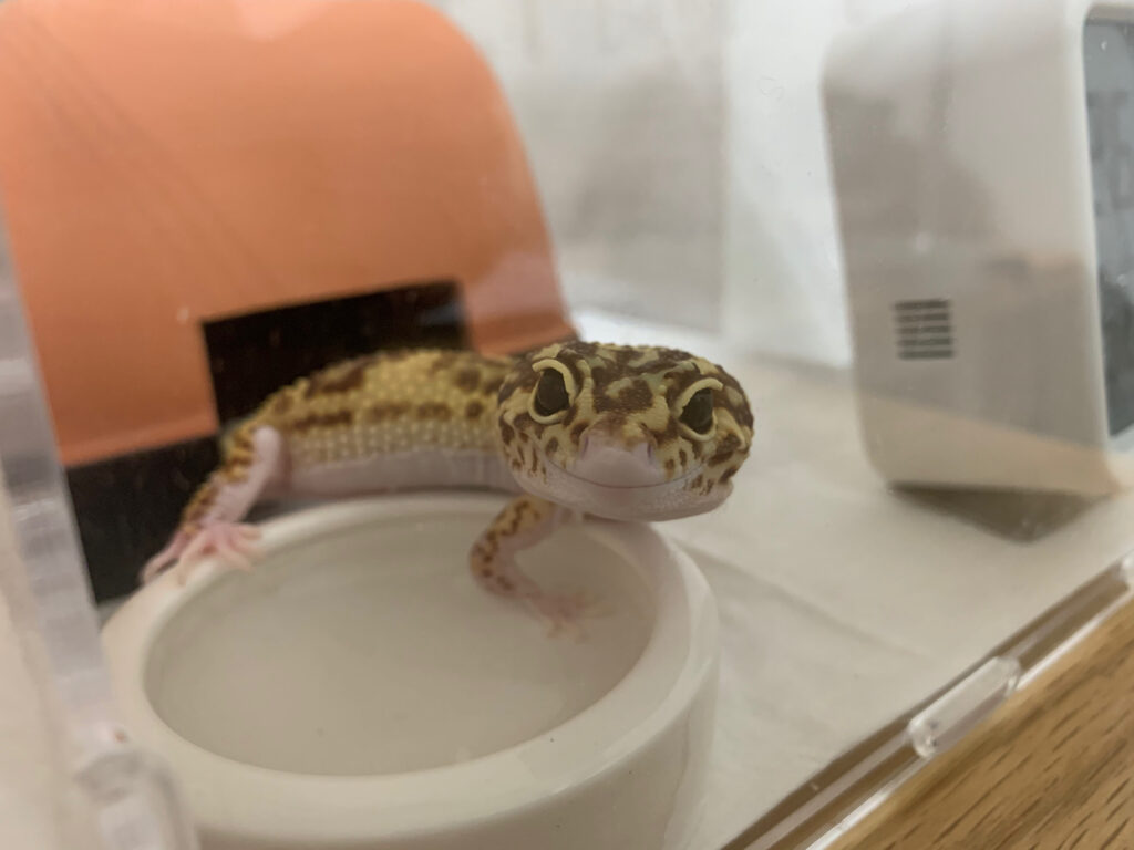 レン日記 ヒョウモントカゲモドキのしゃっくり 初観察で動画撮れました みきと行こう