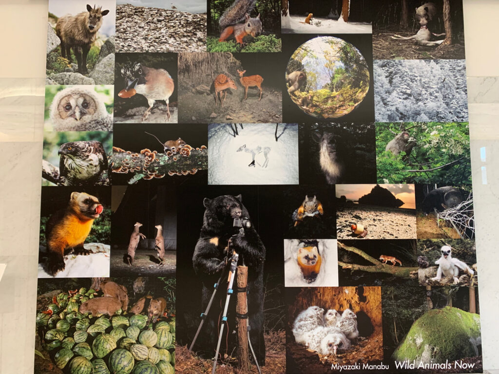 イマドキの野生動物 宮崎学 東京都写真美術館 恵比寿 21年10月31日迄 みきとあそぼう