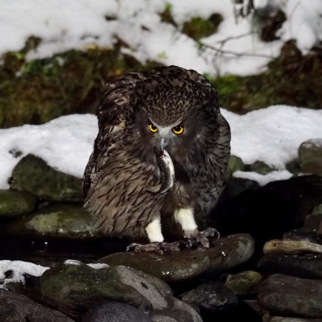 北海道 シマフクロウ観察 湯宿だいいちと鷲の宿 - みきとあそぼう
