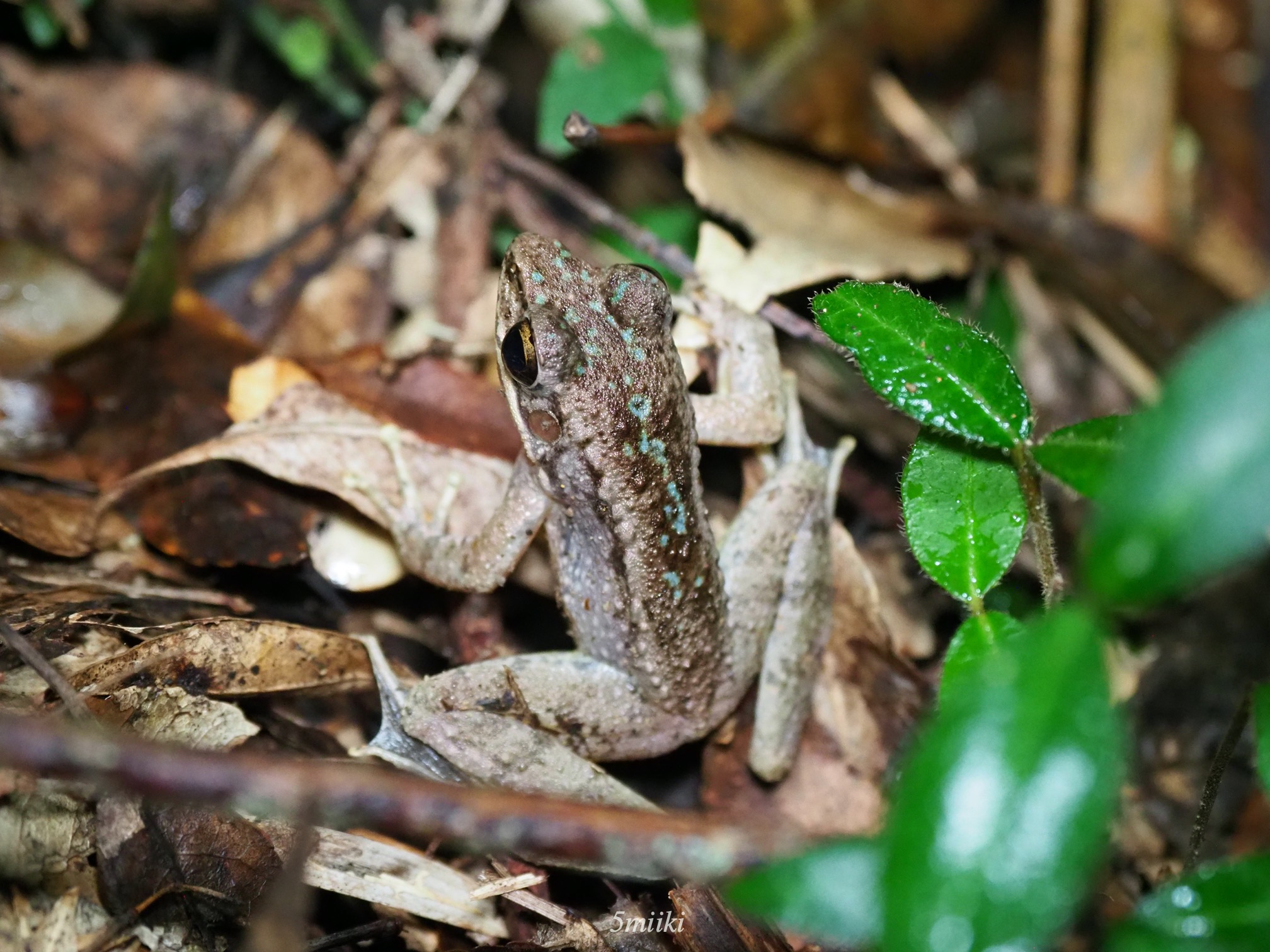 日本のカエルは何種 カエル天国な沖縄22種 本島12種 やんばる日本固有5種 みきとあそぼう