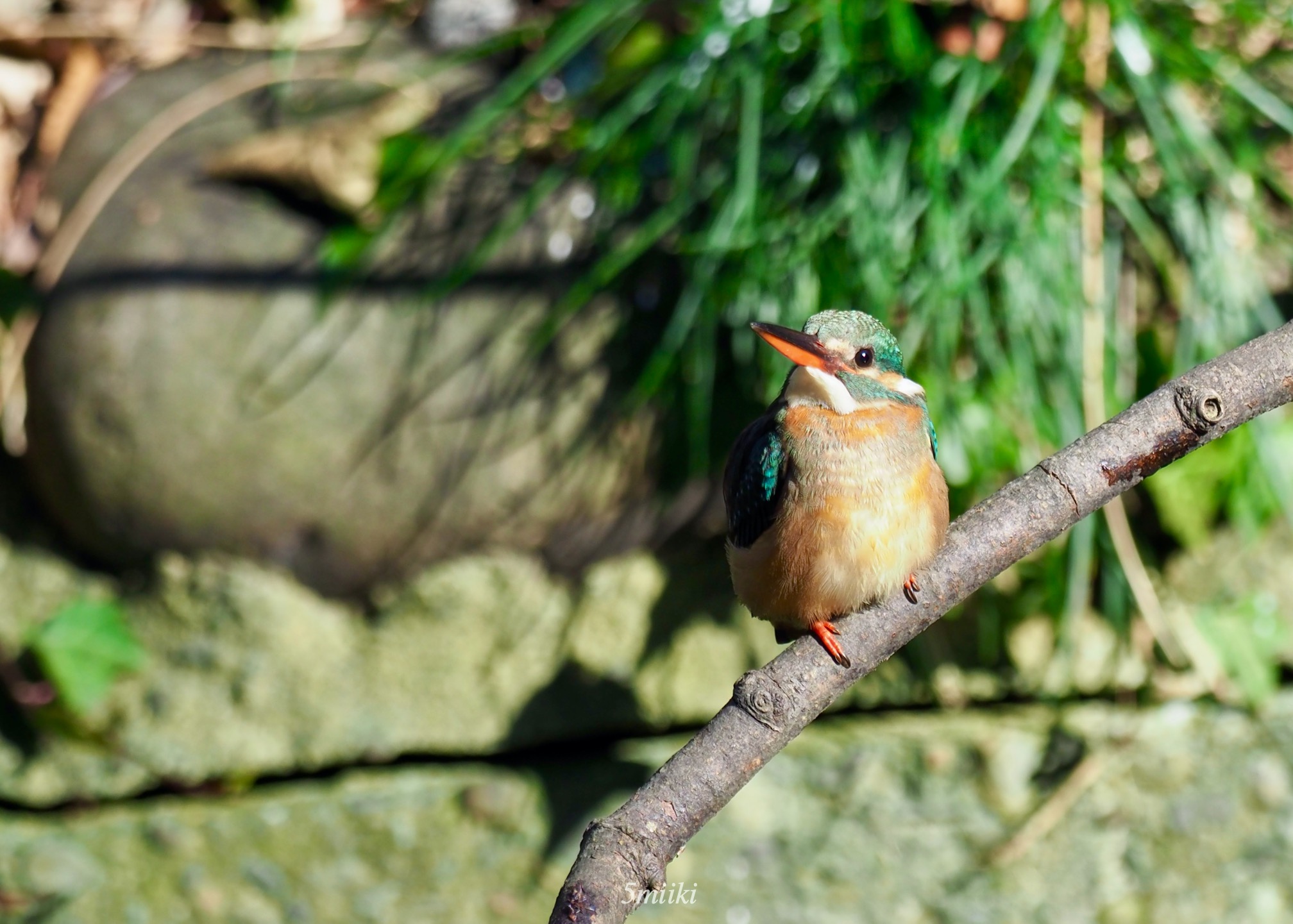 カワセミ Common Kingfisher 下くちばしが赤いメス - みきとあそぼう