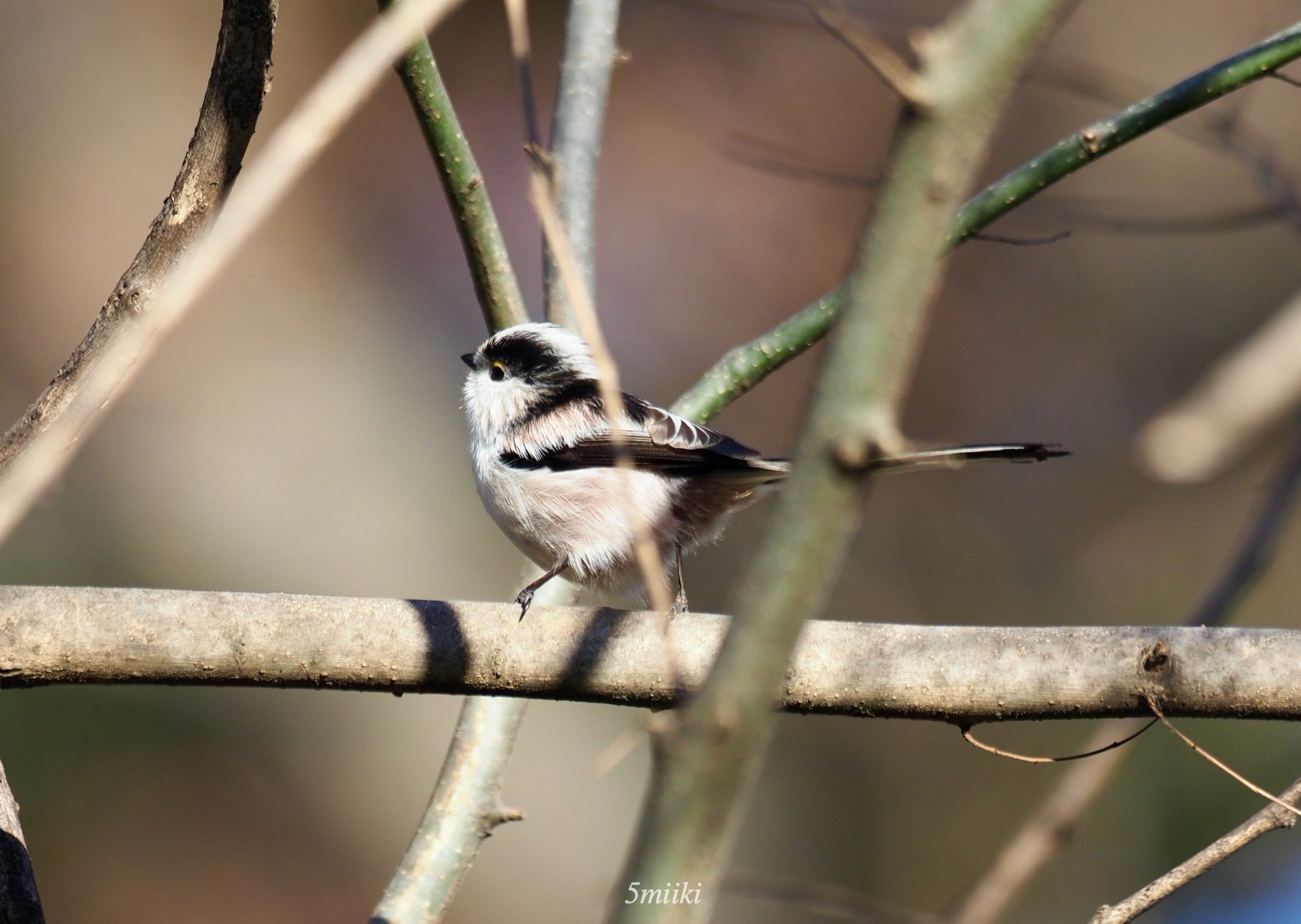 エナガ Long-tailed Tit ピンク色で可愛い小鳥 - みきとあそぼう