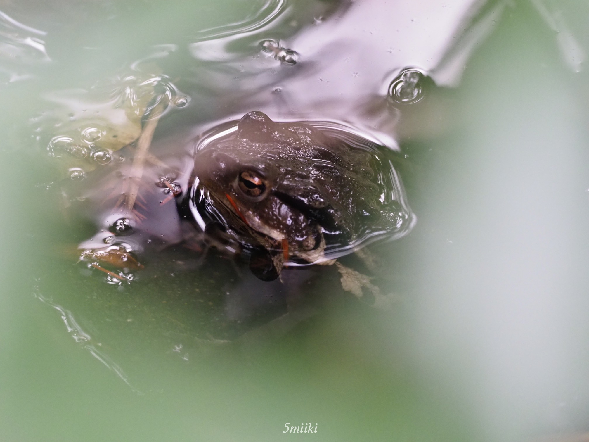 アズマヒキガエル カエル合戦さいごのとき Japanese common toad