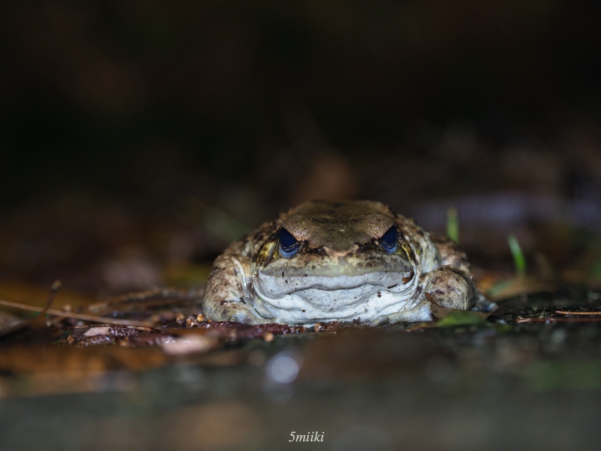 オキナワイシカワガエル ナミエガエル ホルストガエル 沖縄やんばる