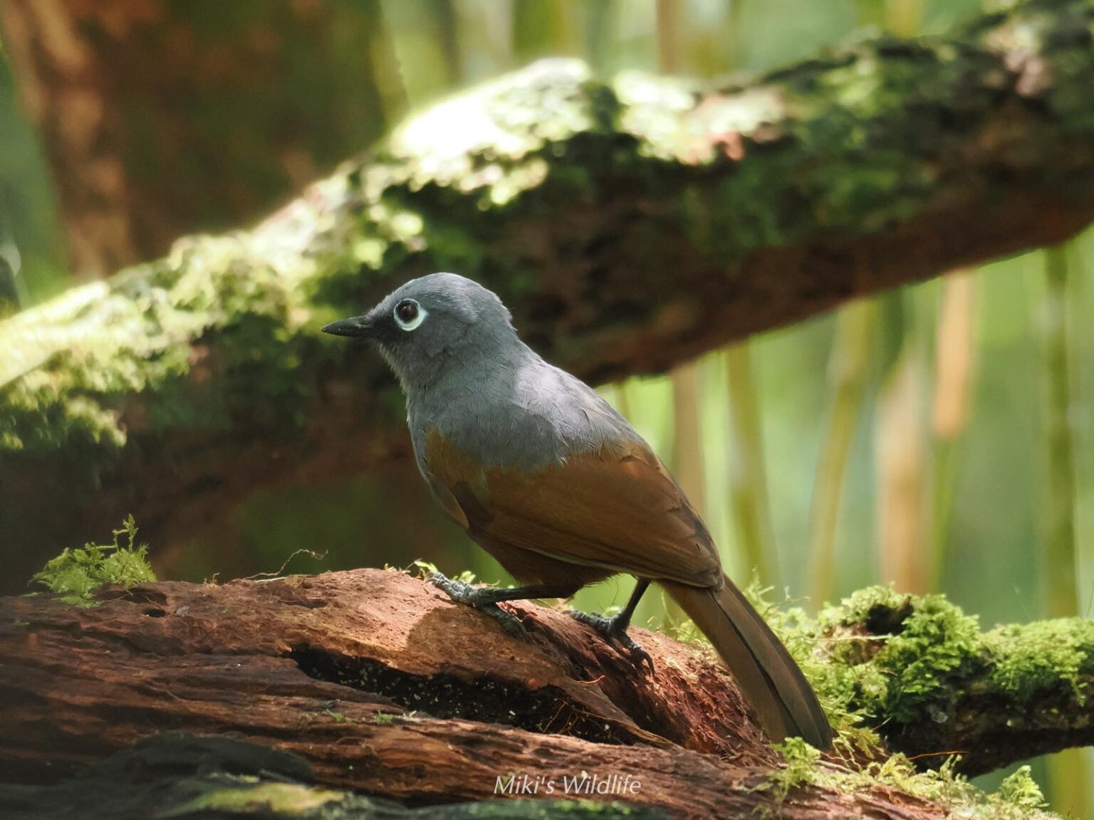 観察・行動記録2 ボルネオ島の鳥 幻の固有種観察と撮影 自然の旅 みきとあそぼう