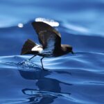 ニュージーランドウミツバメ