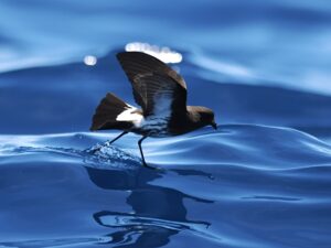 ニュージーランドウミツバメ